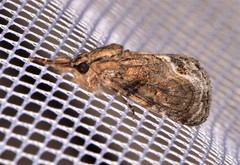 Zalissa catocalina
