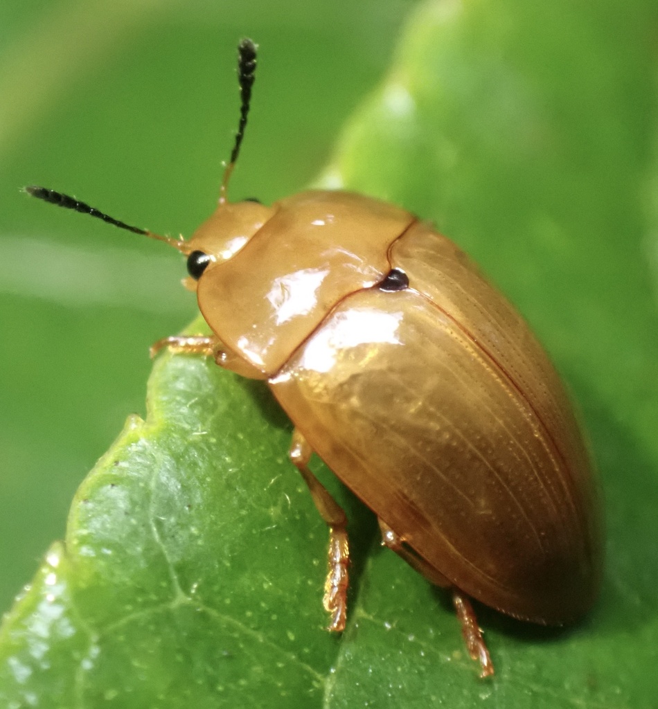 Iphiclus neophyta