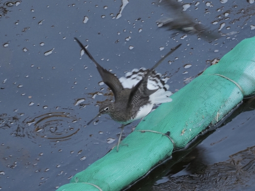 iNaturalist: (c) a1k0519, some rights reserved (CC BY-NC), uploaded by a1k0519 iNaturalist image