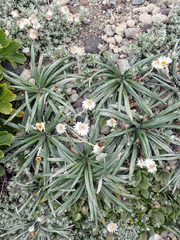 Celmisia major brevis