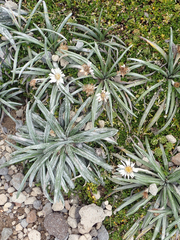 Celmisia major brevis