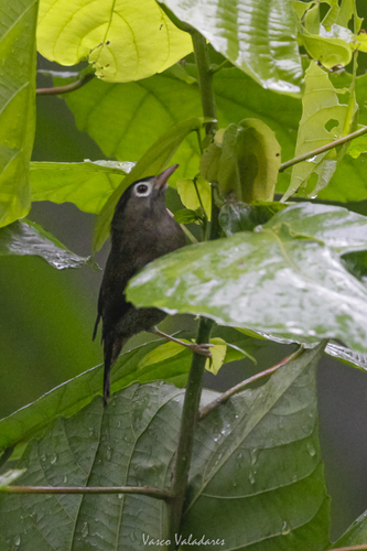 iNaturalist image
