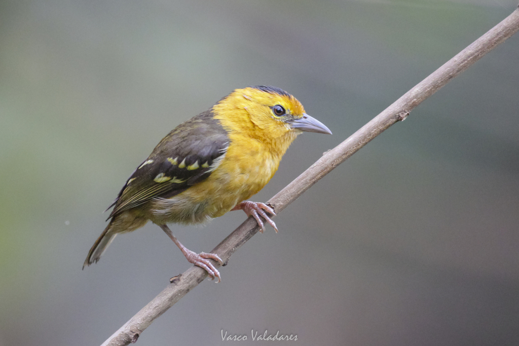 Sao Tome Weaver (Ploceus sanctithomae) photo