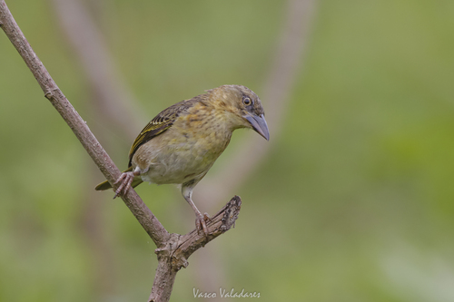 iNaturalist image
