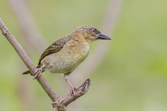 Giant Weaver photo 2