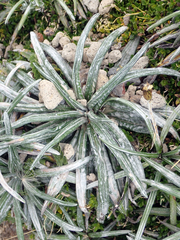 Celmisia major brevis