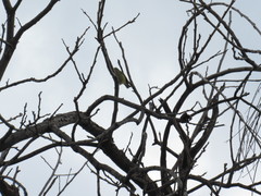 Leiothlypis celata
