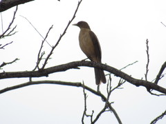 Turdus grayi