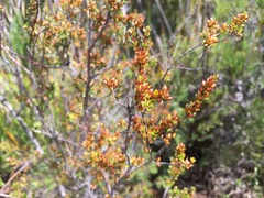 Epacris glabella