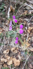 Hypoestes cumingiana