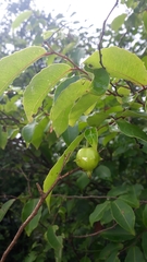 Sclerocroton