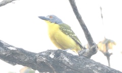 Malaconotus blanchoti