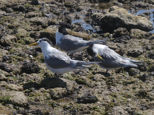 iNaturalist: (c) george_seagull, some rights reserved (CC BY-NC) iNaturalist image