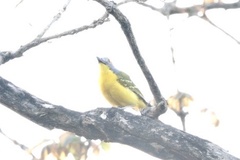 Malaconotus blanchoti