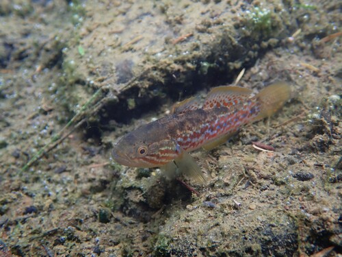 Purple-spotted gudgeon (Mogurnda adspersa) — Eleotridae — 5