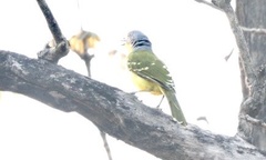 Malaconotus blanchoti