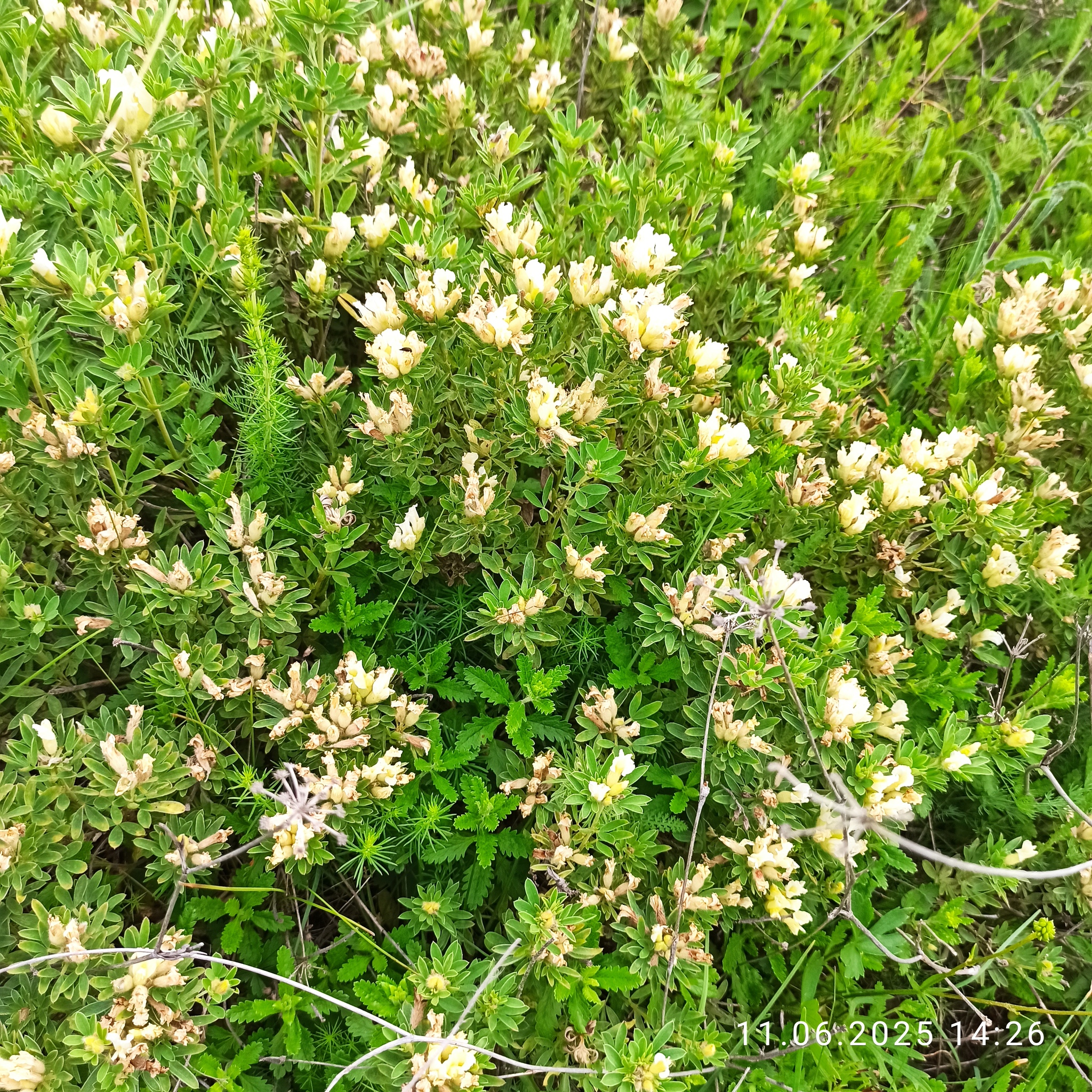 Spanish Broom (Chamaecytisus albus)