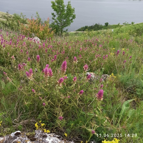 Field Cow-wheat (Melampyrum arvense)