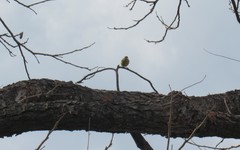 Leiothlypis celata