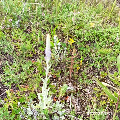 Spike Speedwell (Veronica incana)