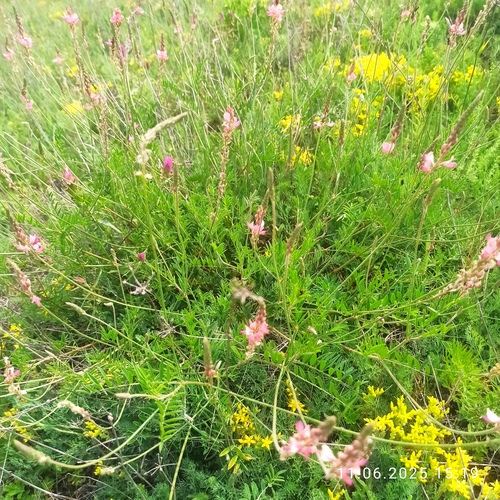 Hungarian Sainfoin (Onobrychis arenaria)