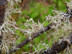 Ramalina dilacerata