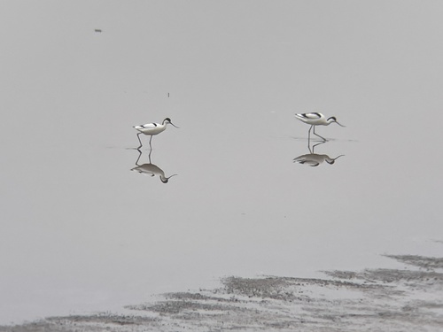 iNaturalist: (c) pitoude, some rights reserved (CC BY-NC) iNaturalist image