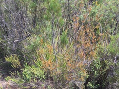 Epacris glabella
