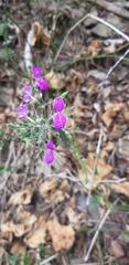 Hypoestes cumingiana
