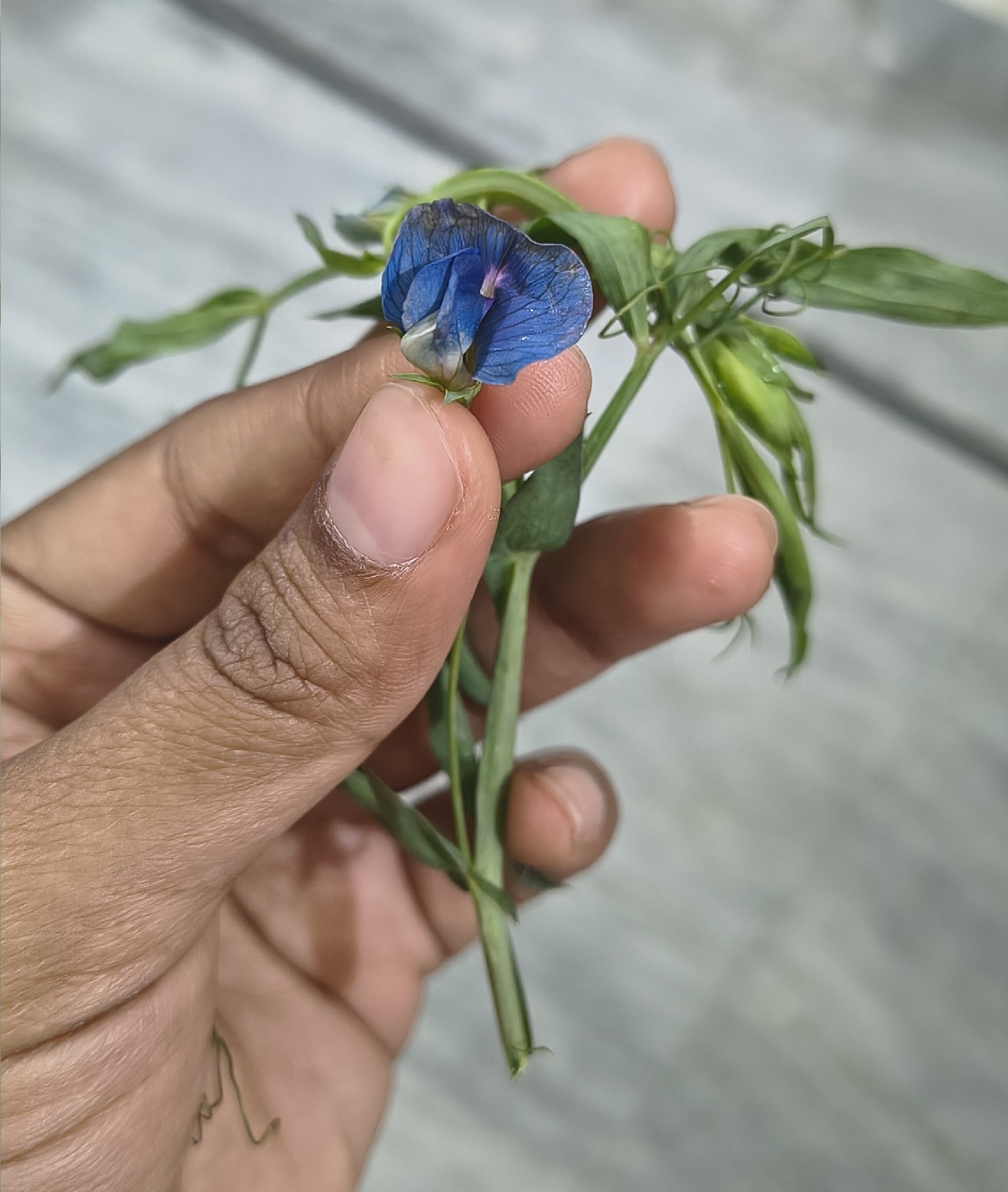 Grass pea