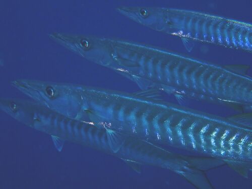 Sphyraena qenie