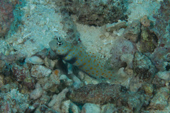 Amblyeleotris guttata