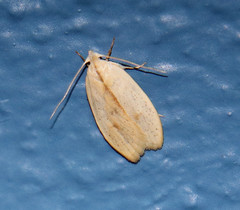 Durrantia piperatella