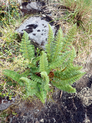 Polystichum cystostegium