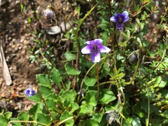 Viola serpentinicola