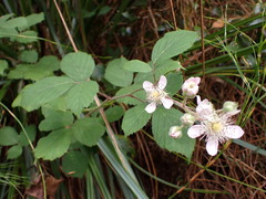 서양오엽딸기 (Rubus fruticosus): 기원과 용도 — 사진 2