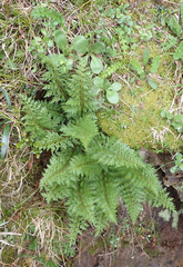 Polystichum cystostegium