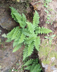 Polystichum cystostegium