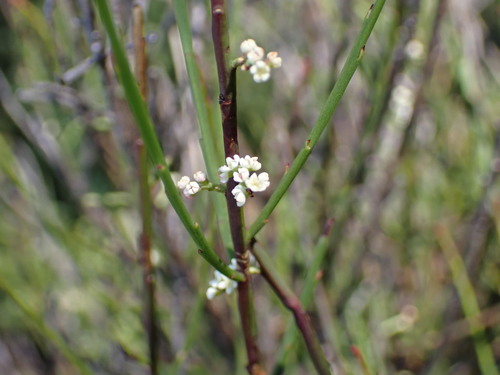 Pale Currant Bush (Leptomeria drupacea)