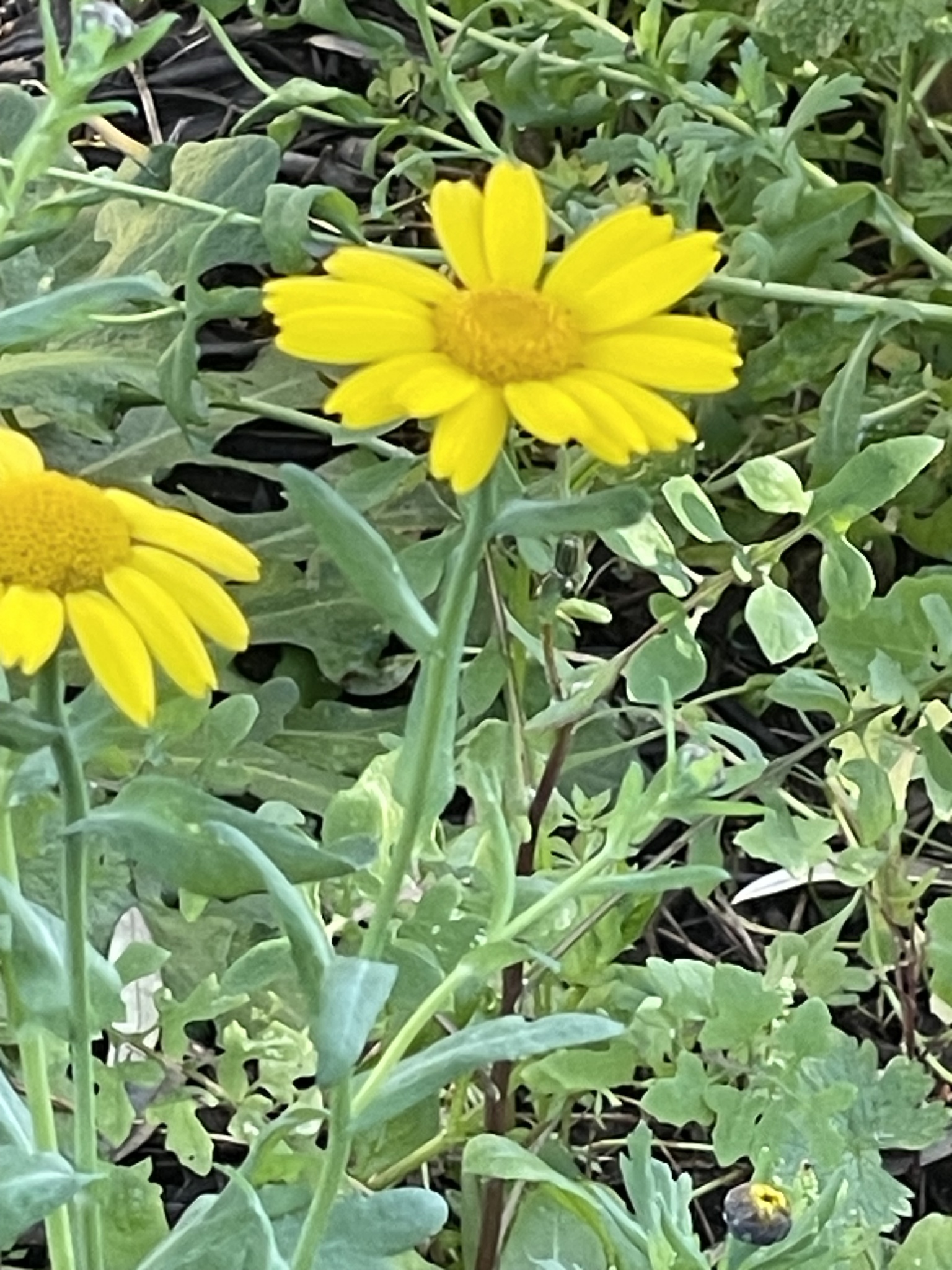 Imagem de Malmequer