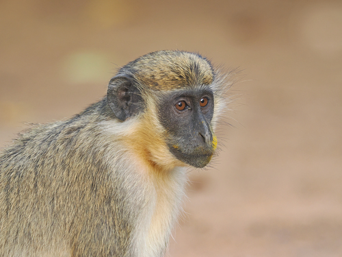Green Monkey