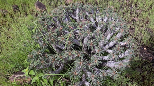 Euphorbia guillauminiana image