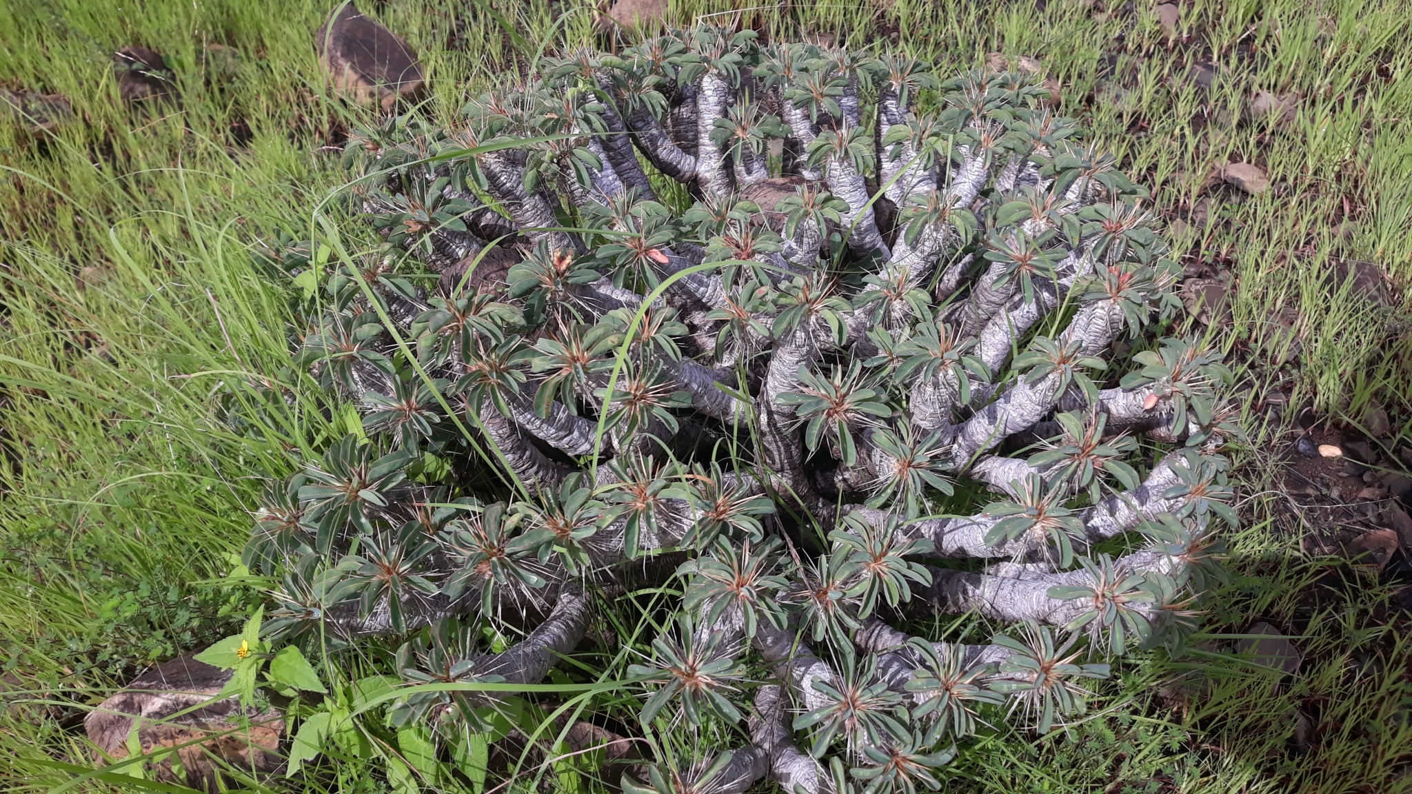 Euphorbia guillauminiana