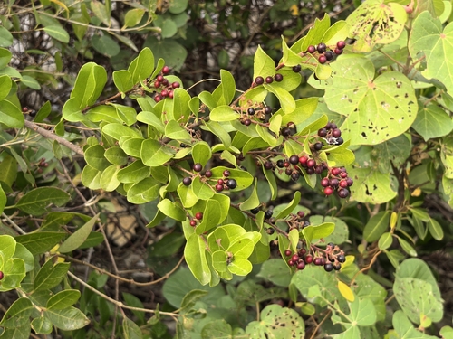 Scolopia chinensis observed 2026-01-27