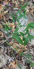 Hypoestes cumingiana