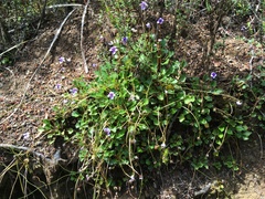 Viola serpentinicola