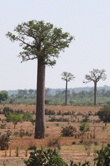 Adansonia