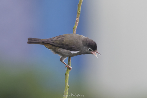 iNaturalist image