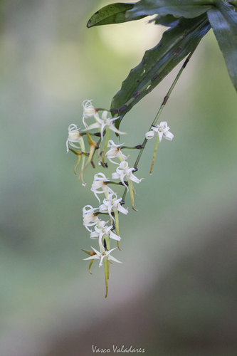 Cyrtorchis monteiroae
