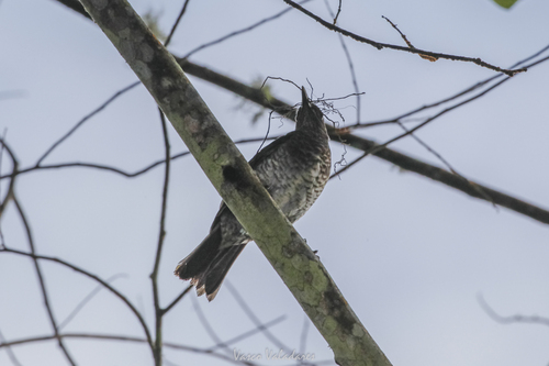 iNaturalist image